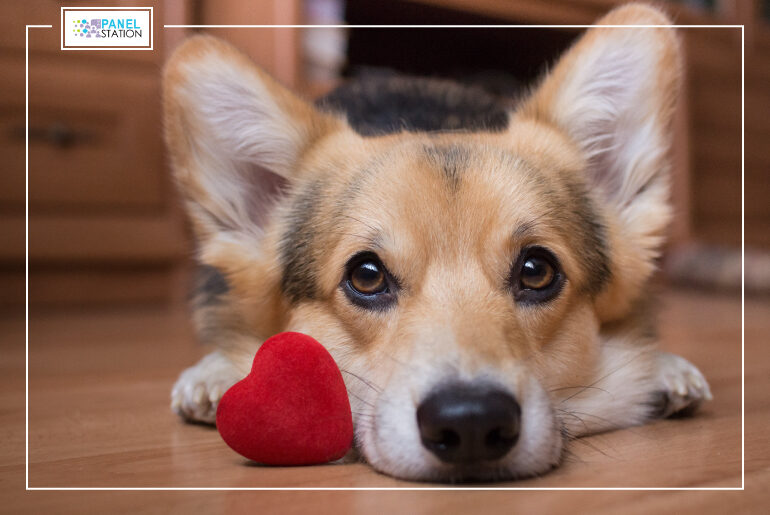 How to take care of dogs