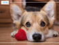 How to take care of dogs