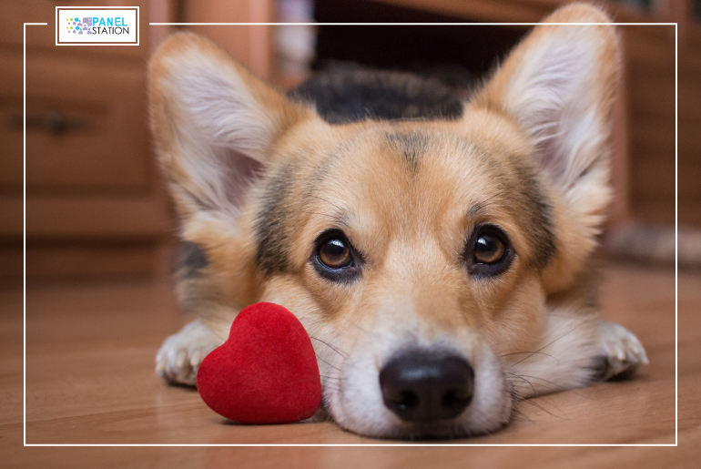 How to take care of dogs